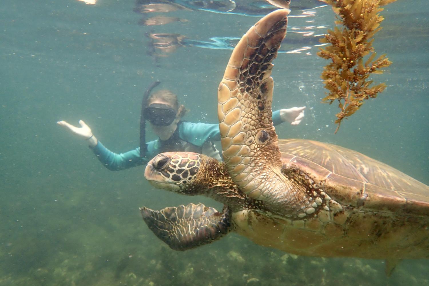 一名<a href='http://4.veosonica.com/'>博彩网址大全</a>学生在Galápagos群岛游学途中与一只巨龟游泳.